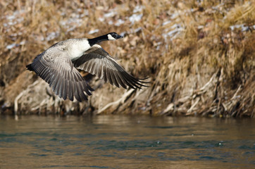 Canada Geese Flying Low Over the River