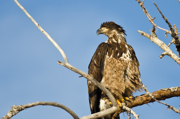 Young Bald Eagle Surveying the Area While Perched High in a Barren Tree