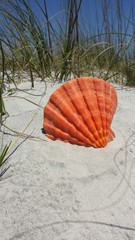 Orange seashell on sand background in Atlantic coast of North Florida, closeup