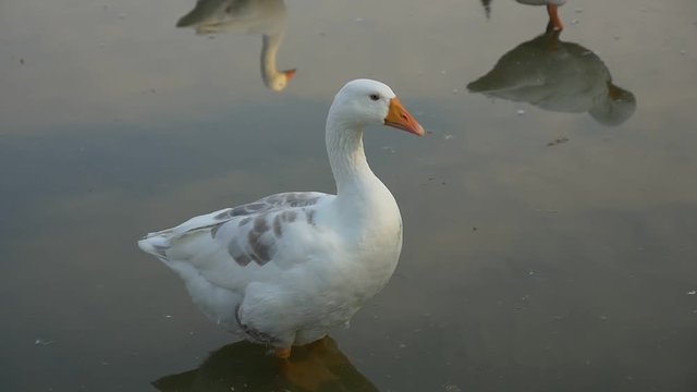 White goose relaxing in pond slow motion 1080p FullHD footage - Slow-mo of gooses in the dark pond water 1920X1080 HD video 
