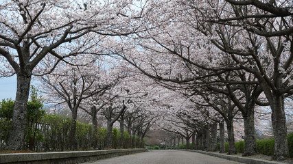 桜満開の和らぎの道 2016.4.2