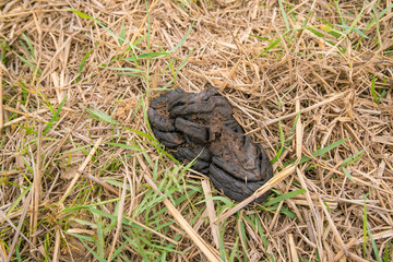 Obraz premium Fresh Cow dung on grass - Cow manure 