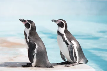 Photo sur Plexiglas Pingouin 立ち姿のペンギン 