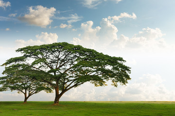 Fototapeta premium Cloudy Day with Tree on green field