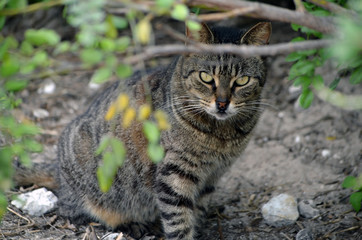 Grey and black striped cereal cat hiding in the underbrush at a southeast florida beach