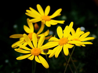 ユリオプスデージー