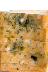 Mold on bread