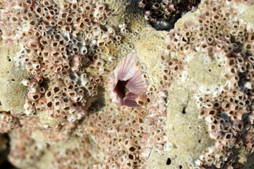 Barnacles on Rock