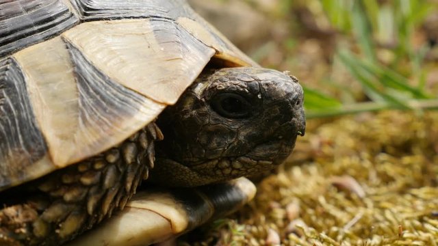 Testudo hermanni turtle hiding in armour 4K 2160p UltraHD footage - Testudo graeca slowly eating grass and hiding 4K 3840X2160 UHD video 