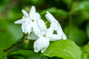 Jasmine flower