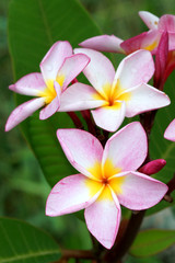 Fototapeta na wymiar pink and white frangipani flower.