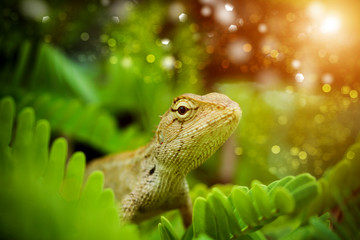 Brown chameleon on the tree