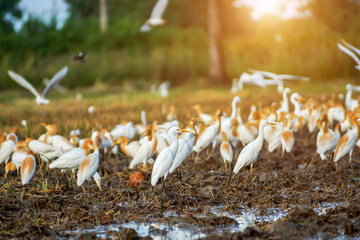 Eastern cattle egret in breeding plumage walking along a rice fi