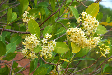 Fragrant yellow flowers (Fragraea fragrans Roxd.).