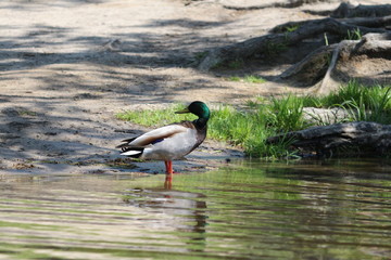 Male Mallard Looking Backwards