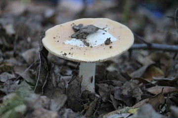 Wild Mushroom 