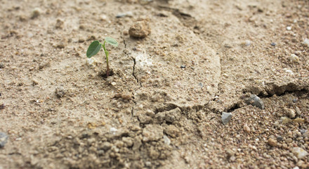 Plant's growing on crack dry soil.