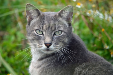 portrait of a homeless cat