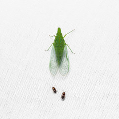 Green planthopper
