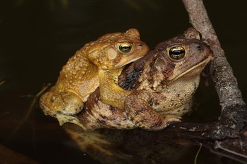 American Toads (Bufo americanus) Mating