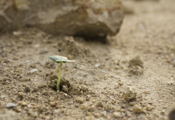 Plant's growing on crack dry soil.