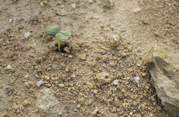 Plant's growing on crack dry soil.