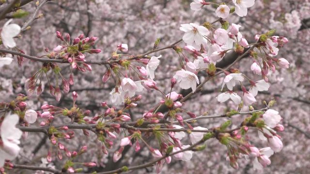曇り日の桜の花・4K_4-126