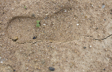 Plant's growing on crack dry soil.