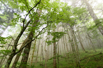 Obraz premium 森の木漏れ日