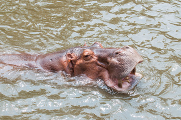 Portrait Hippopotamus, Hippopotamus open mouth ,waiting for feed