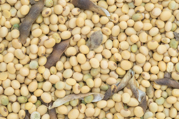 Soy bean organic for background and texture