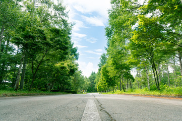 Fototapeta na wymiar 森の中の舗装道路