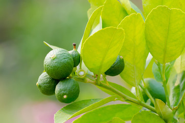 Branch of lime tree