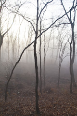 Obraz premium Fog in the wood