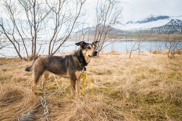 The Icelandic dog in the backyard.