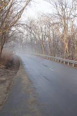 Fototapeta premium Fog in the wood