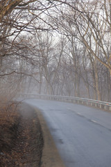 Obraz premium Fog in the wood