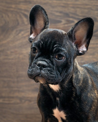 French bulldog puppy. Puppy black. Big dog muzzle. Thoroughbred elite puppy