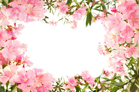 beautiful pink flower border on white isolated background with space for text