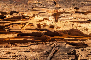 Holzschaden durch Schädlingsbefall 