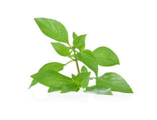 Ocimum basilicum Linn on white background.
