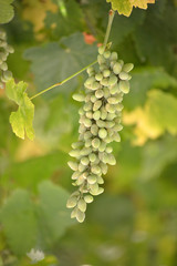 Bunch of grape in a vineyard