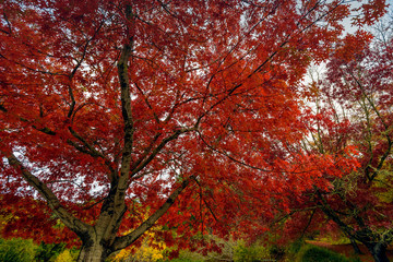 Red maple tree