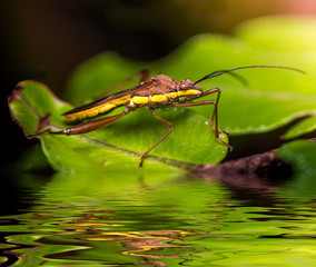 Insect on the leaf in the forest
