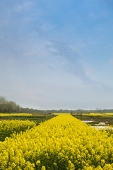 Obraz premium field of rape.Rape seed is mainly cultivated for bio fuel produc