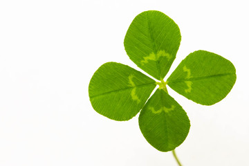 四つ葉のクローバー