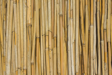 even folded dry reed - obrazy, fototapety, plakaty