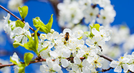 Bee on apple blossom; closeup of a beautiful spring apple tree a