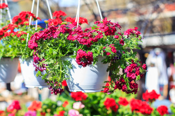 Colorful Spring Flower