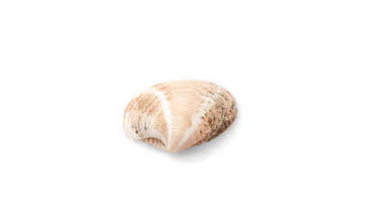 Sea shell